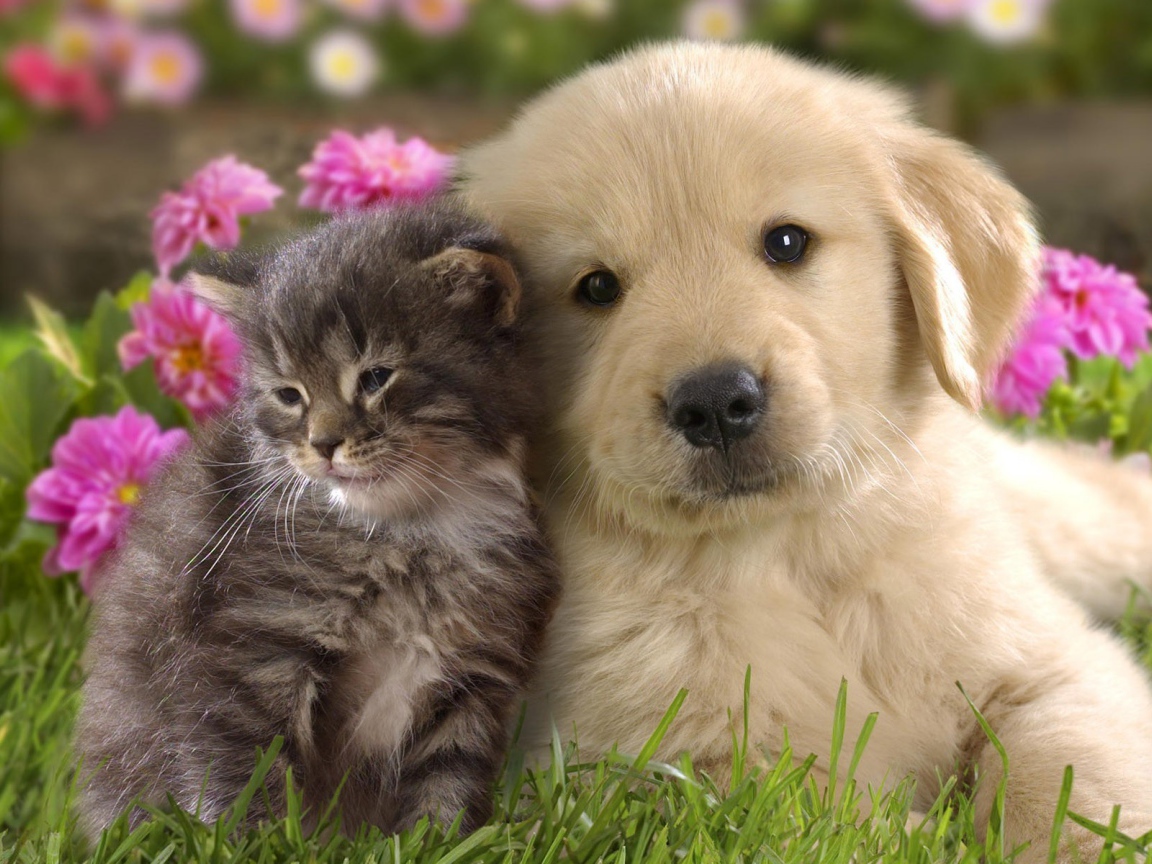 Ласковые котенок и щенок на фоне цветов