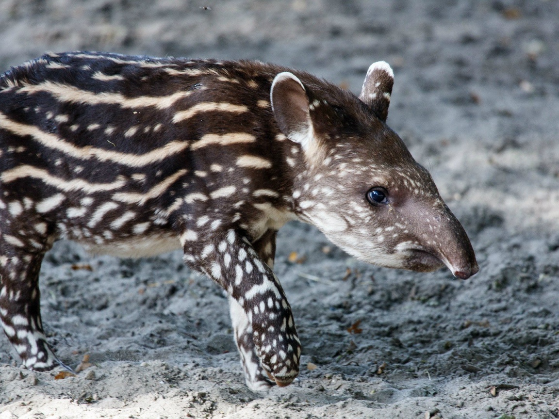 Животное пятнистый тапир