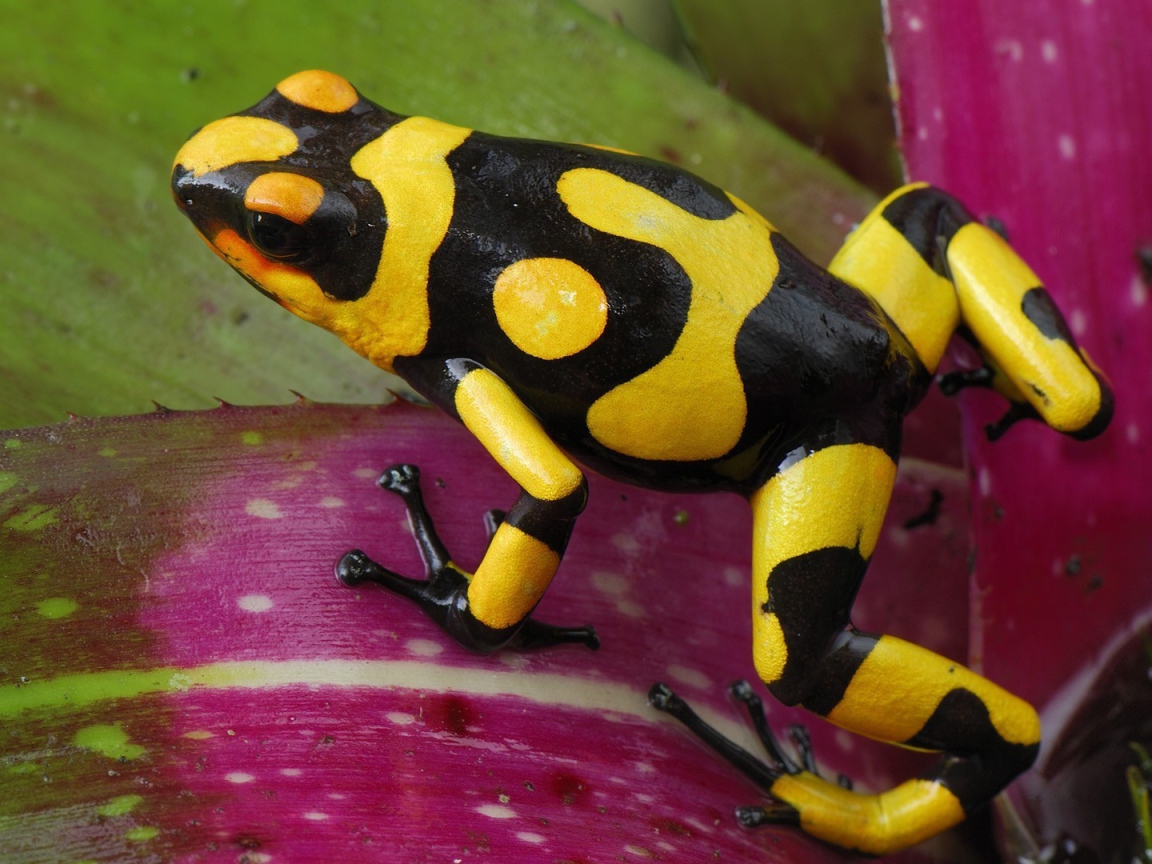 Черно желтая лягушка прыгает