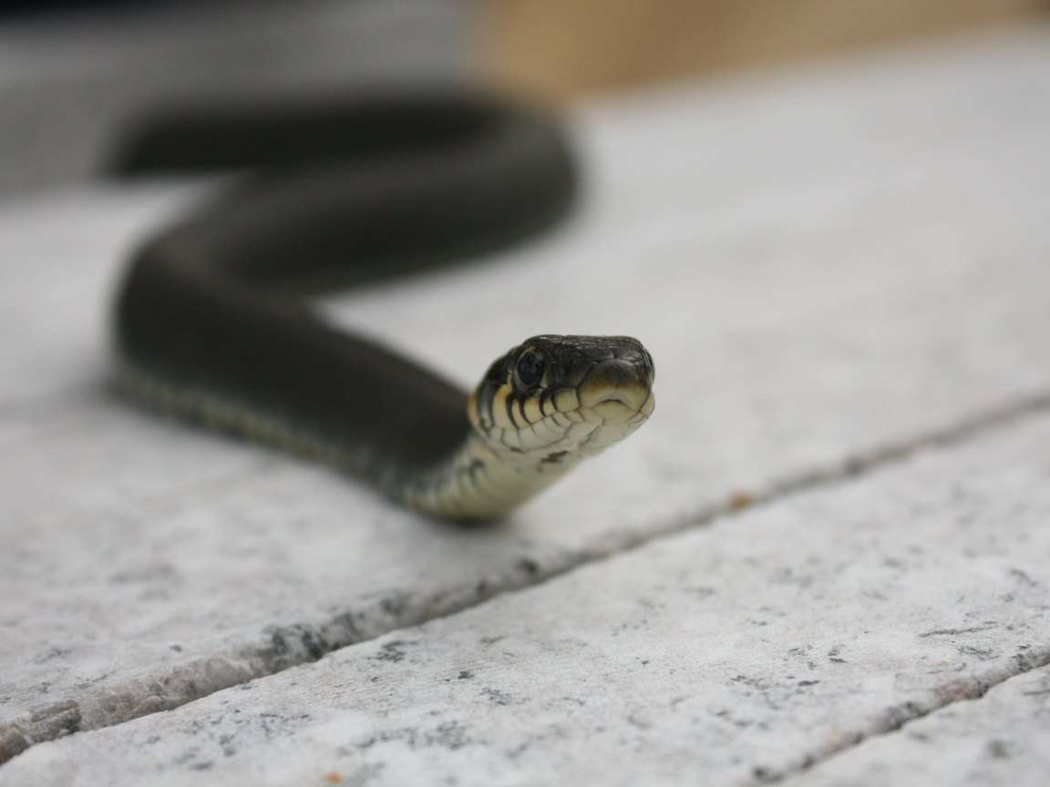 Черная змея на досках