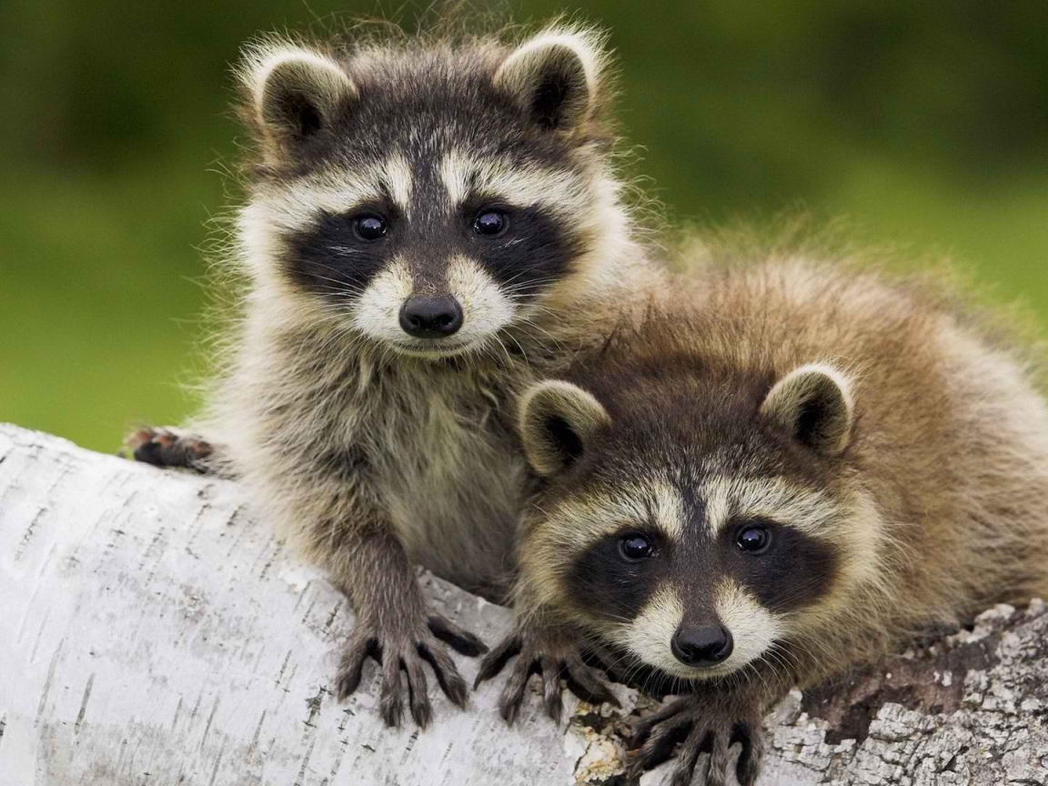 Пара животных енотов-полоскунов на стволе дерева