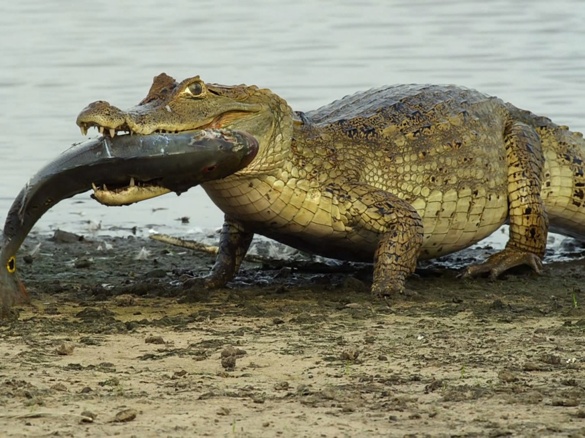 Крокодил несет рыбу в зубах
