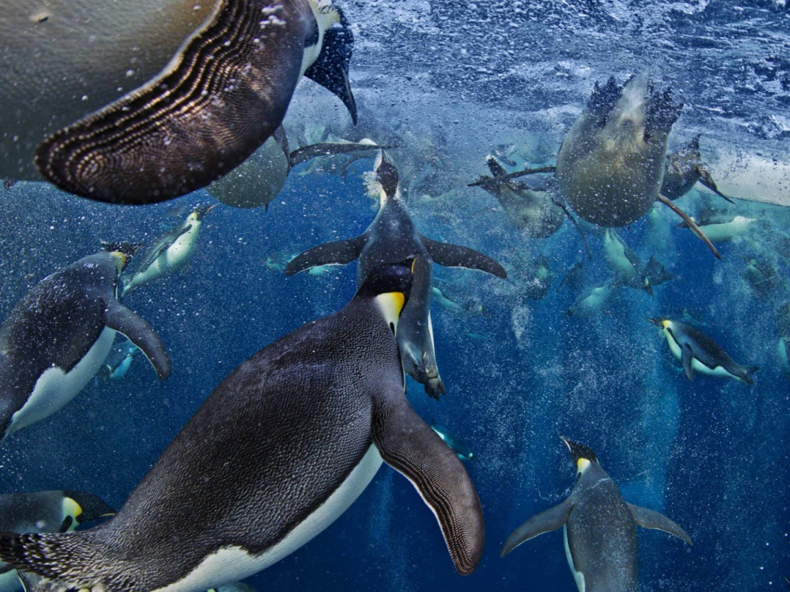 Императорские пингвины в море Росса в Антарктиде