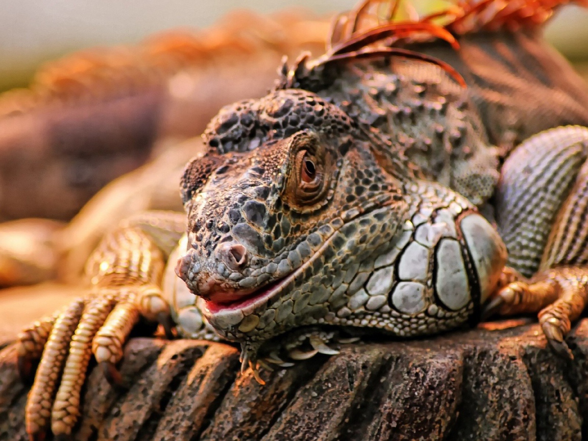 Экзотическая игуана на камне