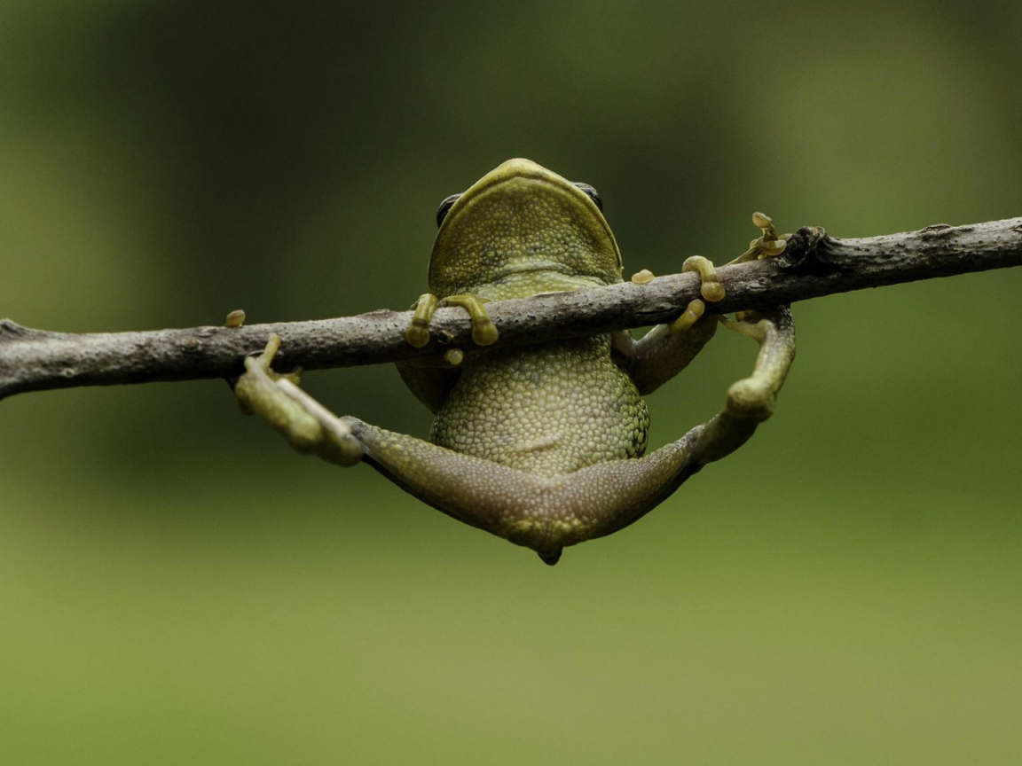 Лягушка пытается удержаться на ветке