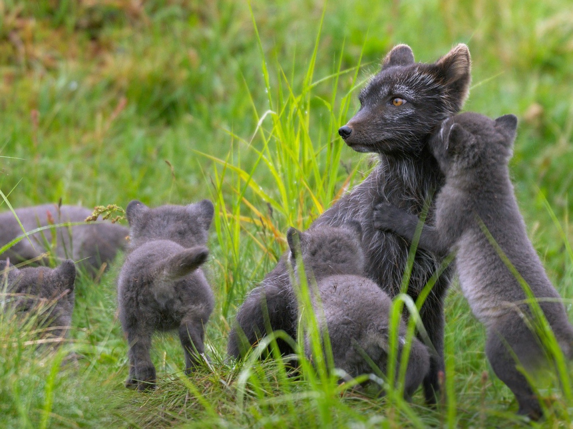 Забавные зверьки играют в траве