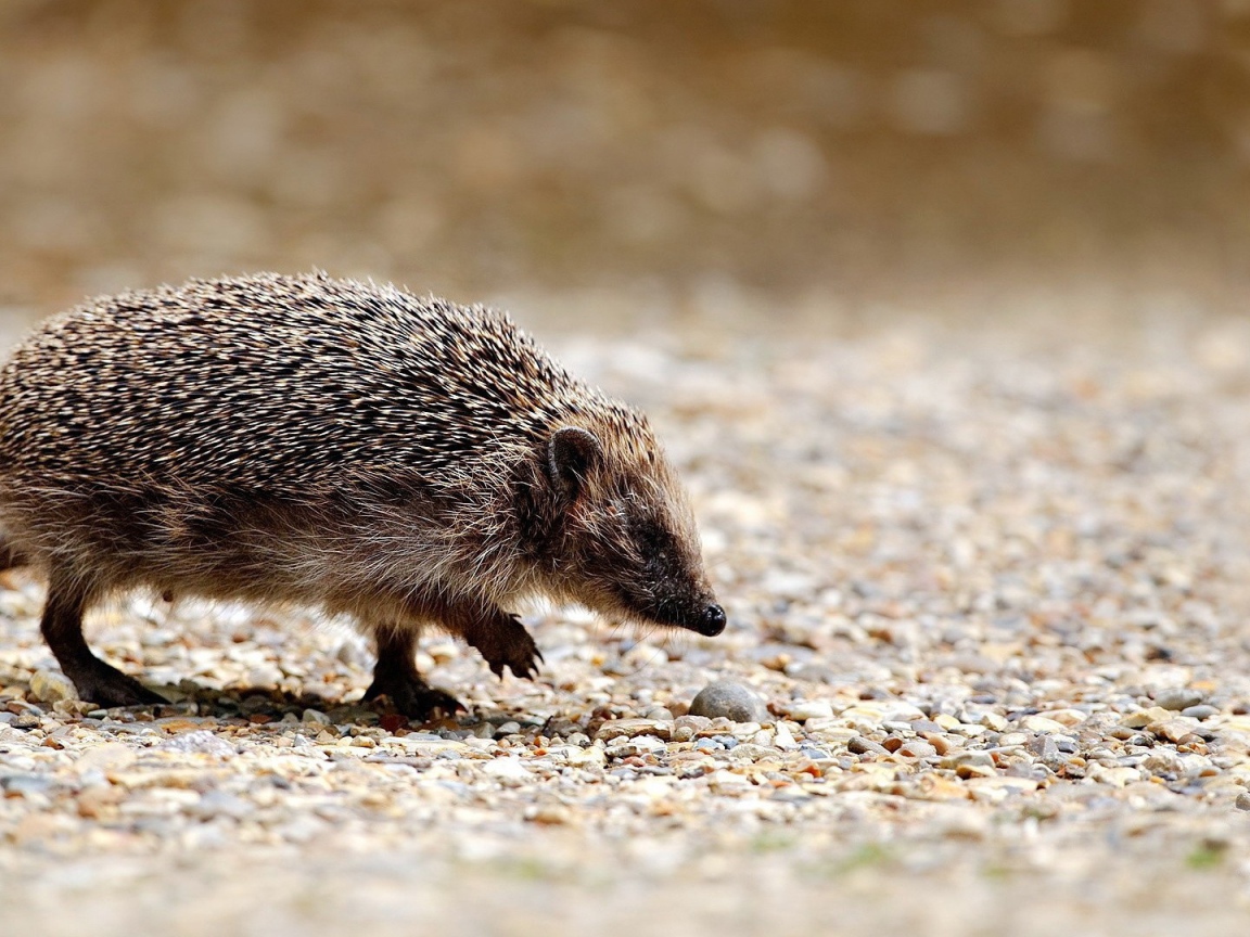 Ежик идет по своим делам