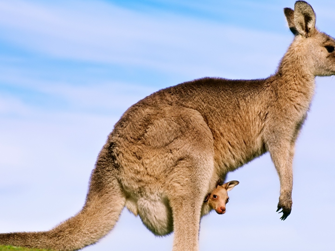 Кенгуру с детенышем в сумке