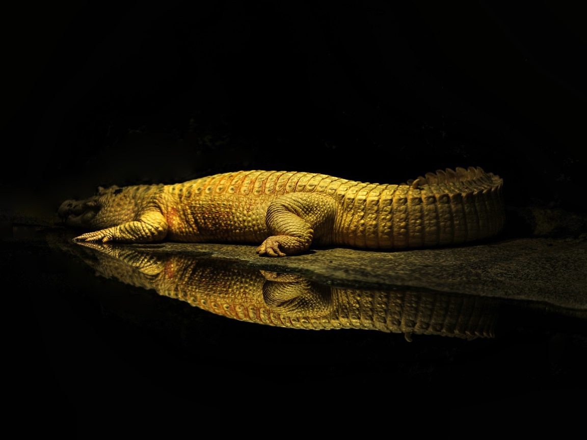 Фонарь освещает крокодила