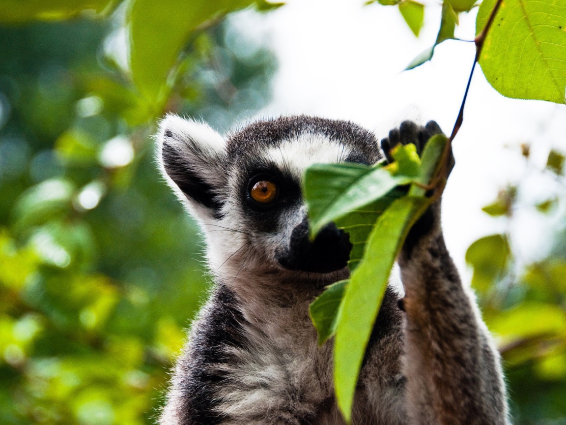 Лемур прячется за листиком