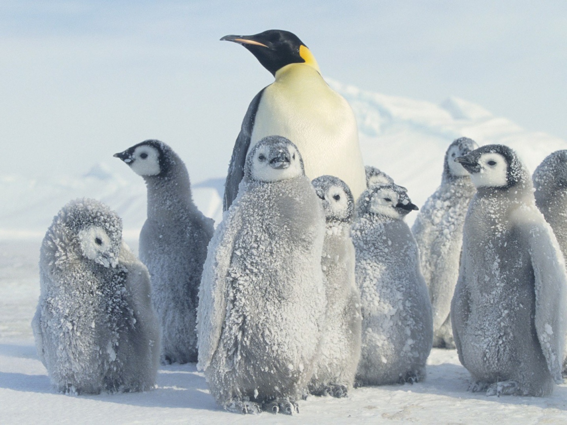Mama Penguin with brood