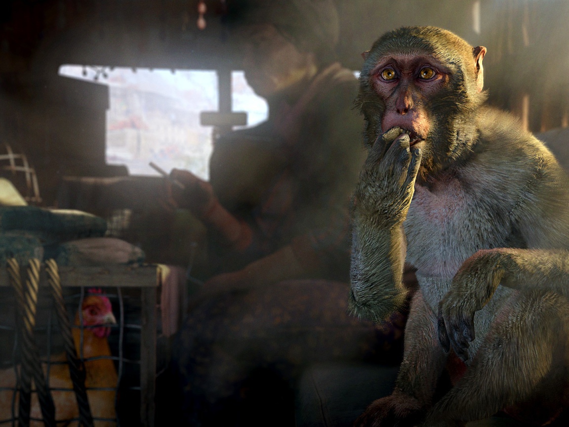 Обезьяна и курица в грузовике