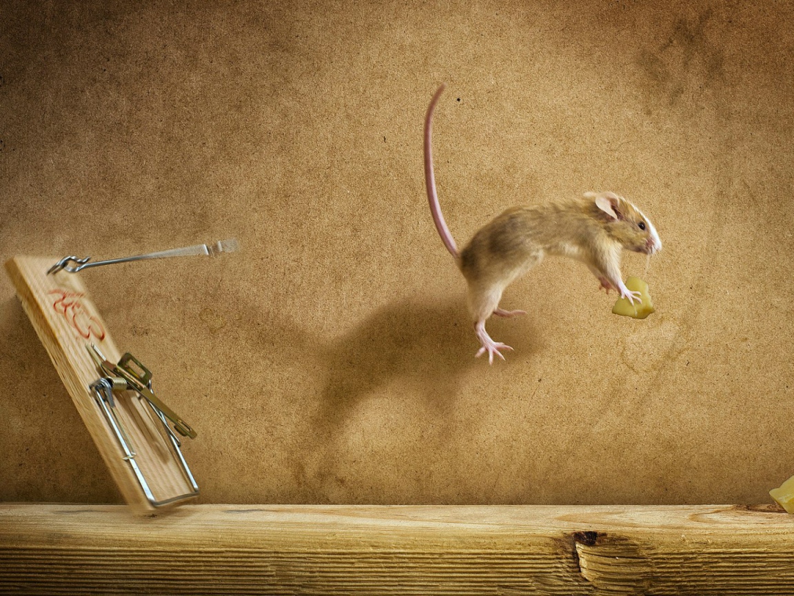 Мышка украла сыр из мышеловки
