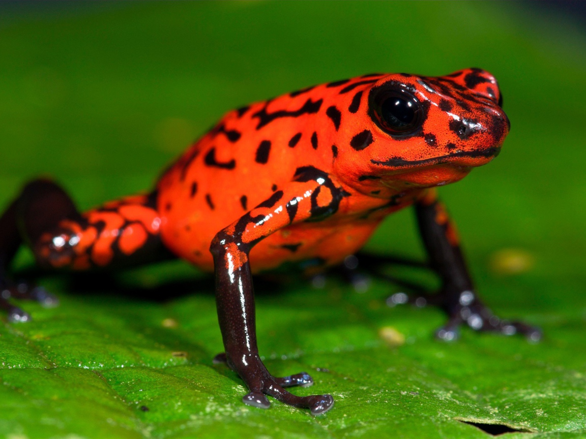 Оранжевая лягушка на зеленом листе