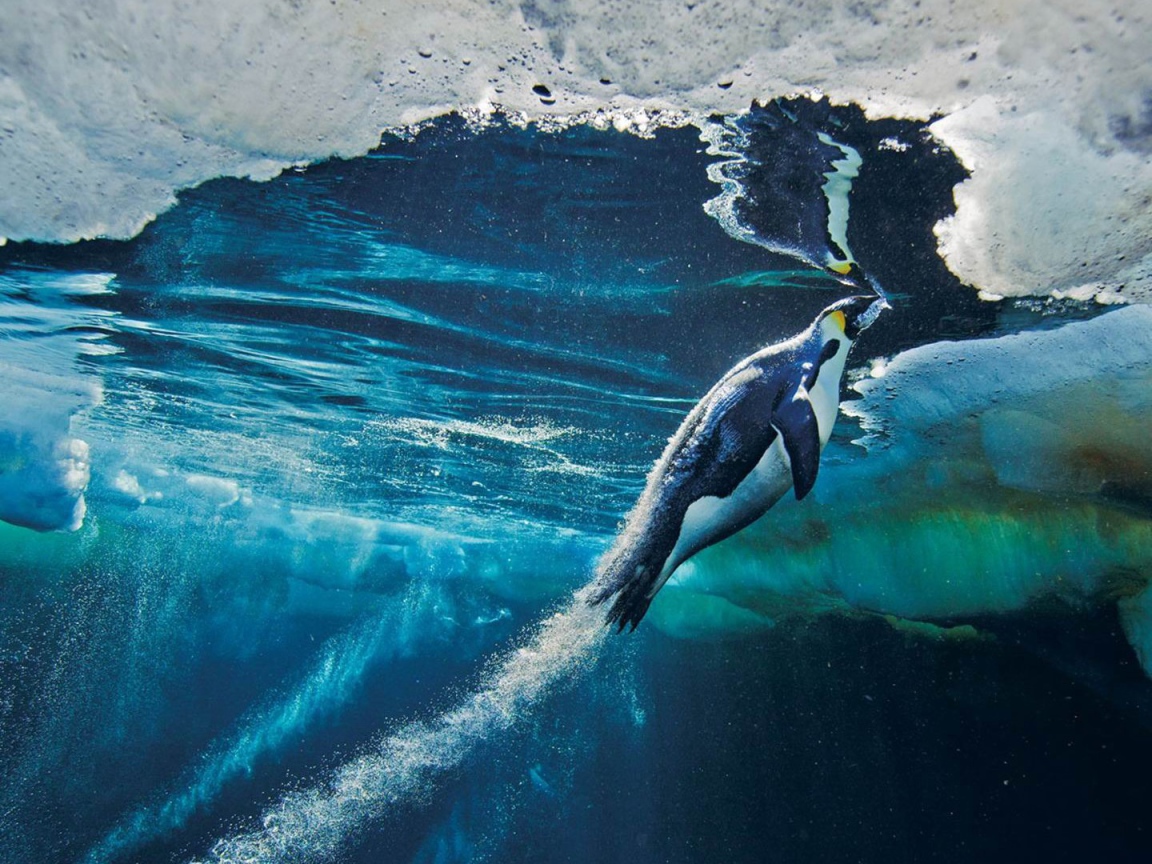 Пингвин плывет к поверхности воды