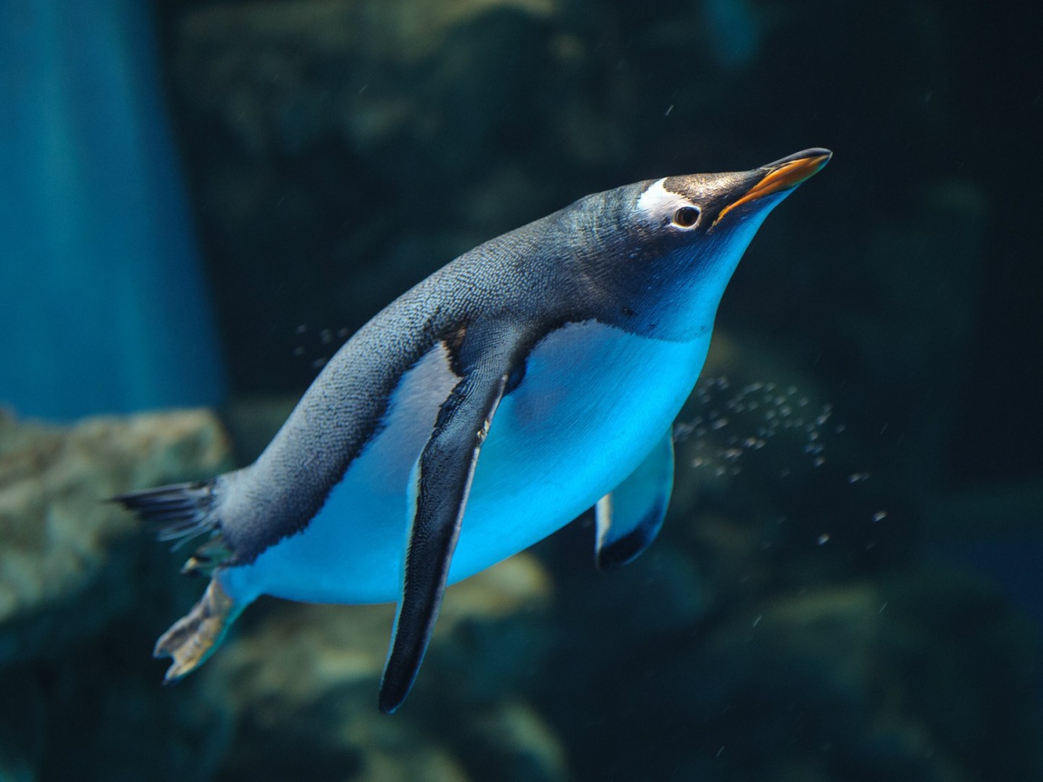 Пингвин плывет в воде