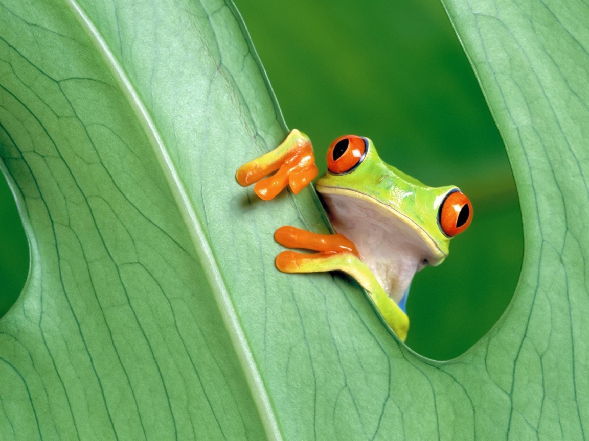 Красноглазая лягушка за зеленым листом