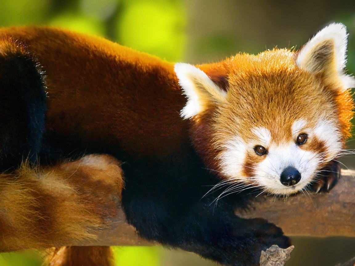 Красная панда лежит на стволе дерева