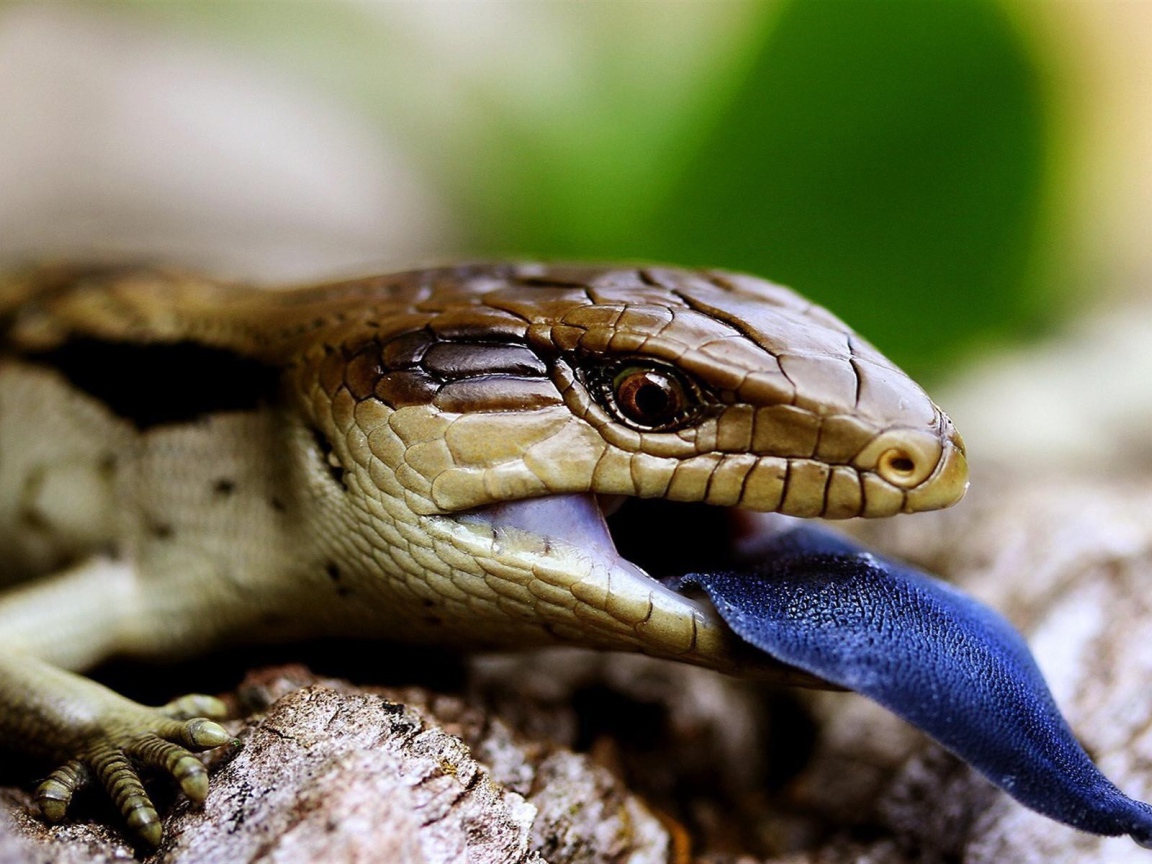 Рептилия с синим языком