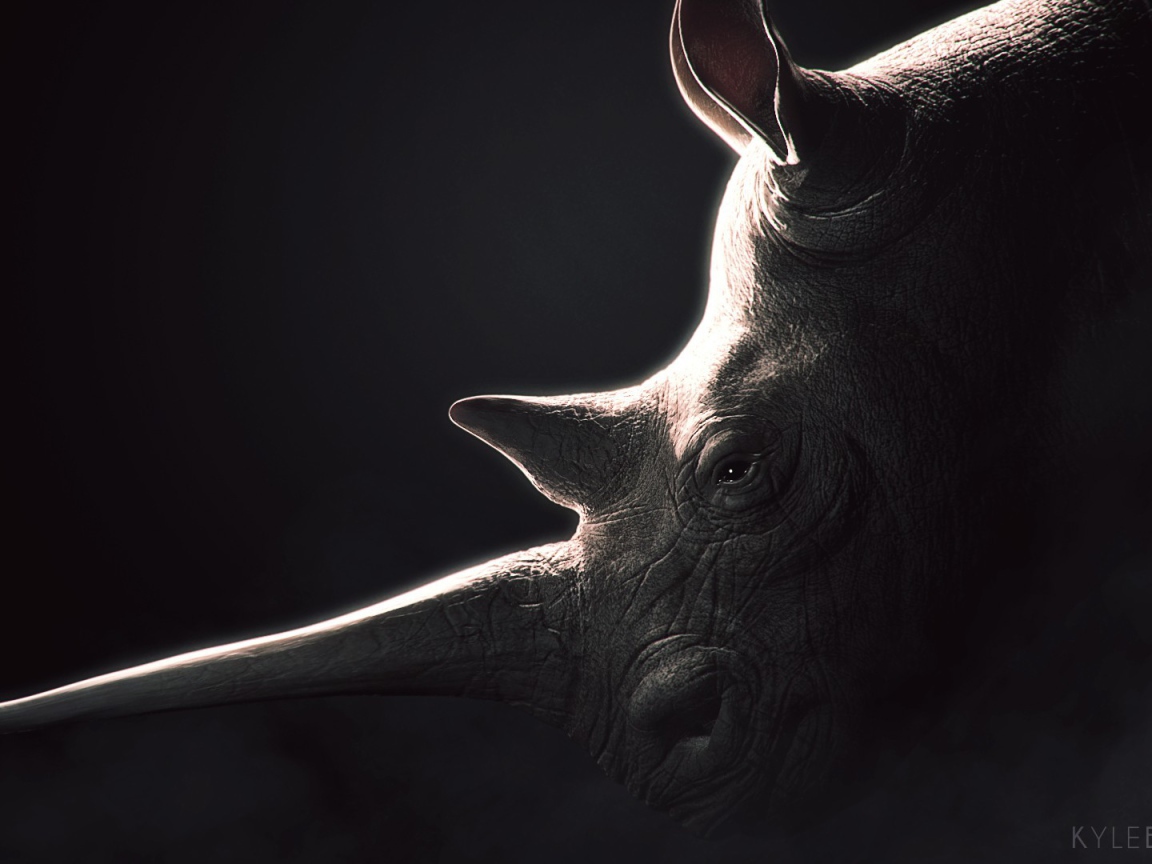 Носорог, черный фон