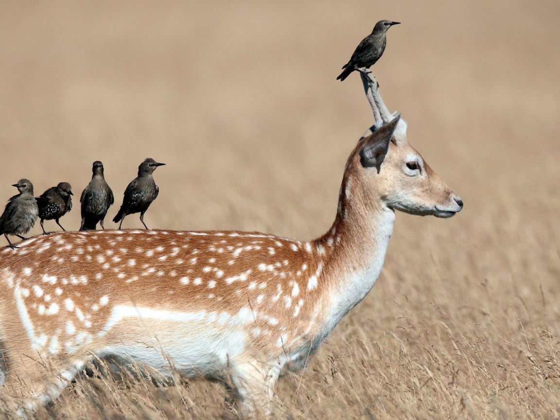 Грачи сидят на олене
