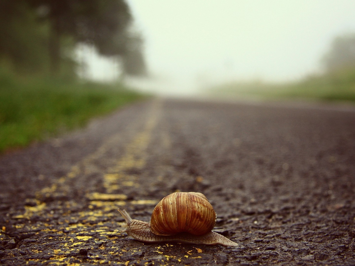 Улитка переползает через дорогу