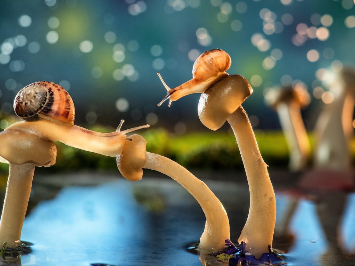 Улитки на шляпках грибов