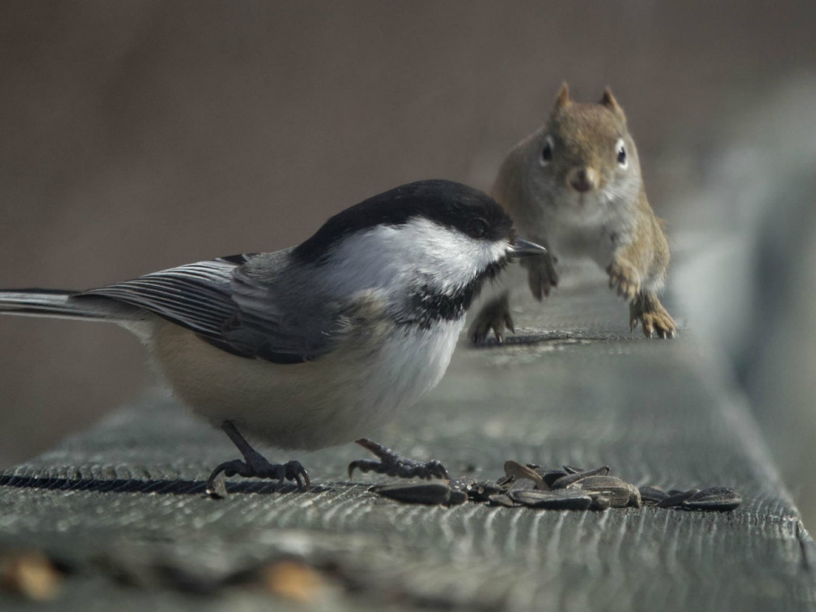 Squirrel and Bird