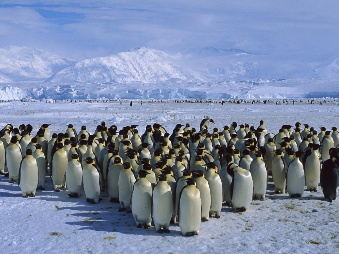Толпа пингвинов в Антарктиде