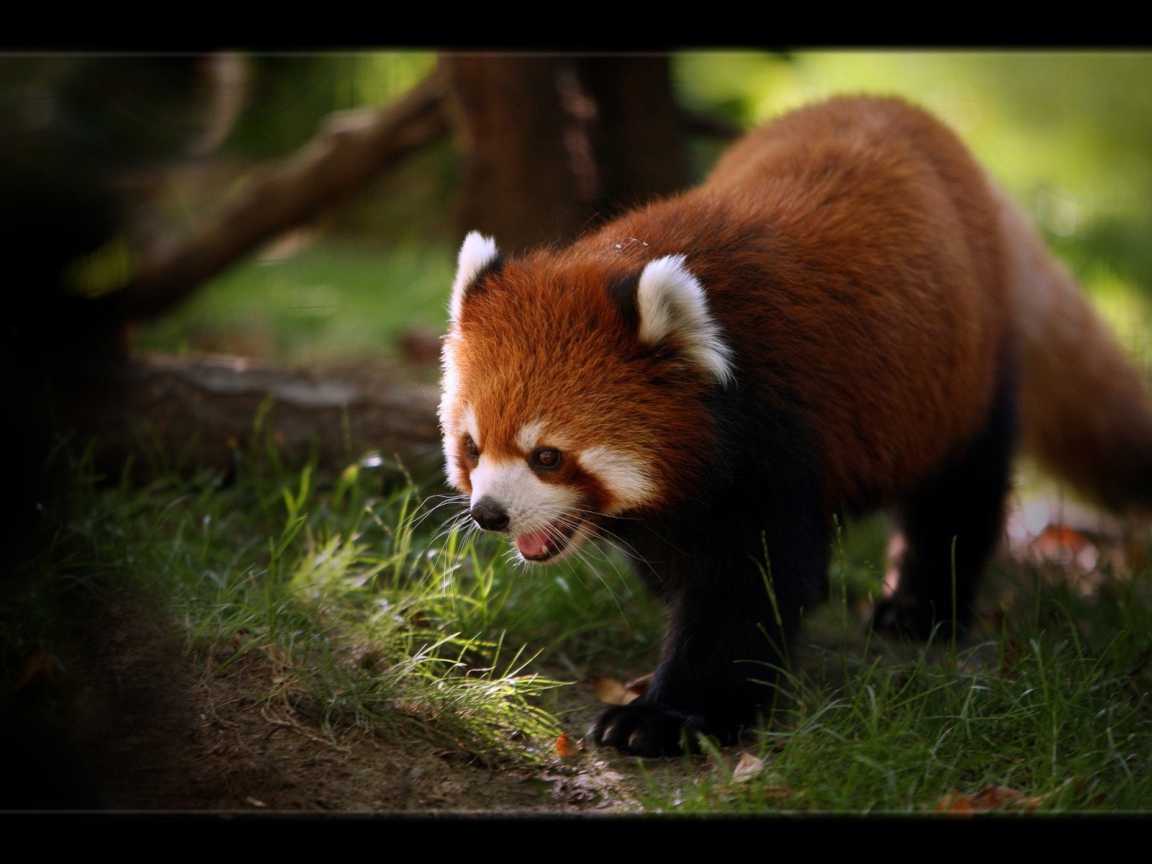 Красная панда ищет чем поживиться