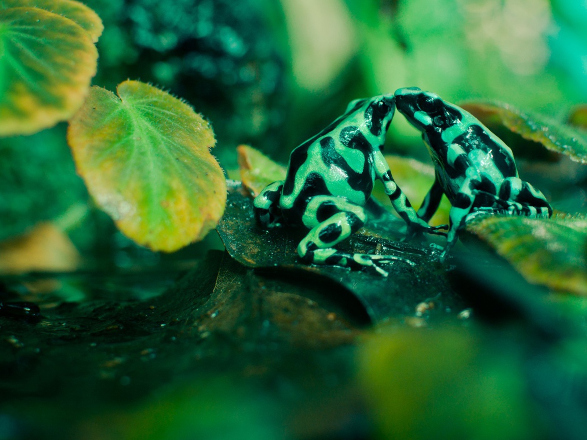 Две зеленых лягушки с черными пятнами