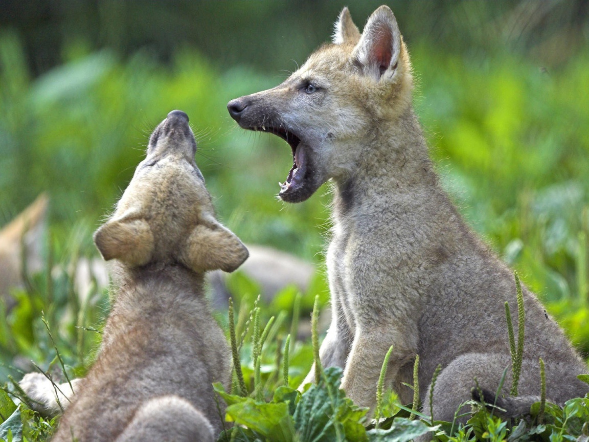 Два детеныша животных на траве