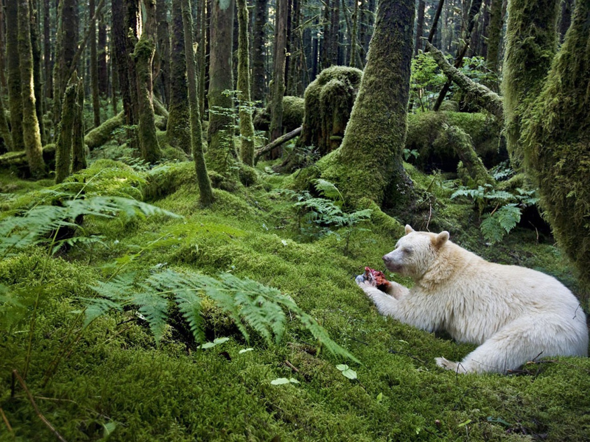 Медведь барибал альбинос