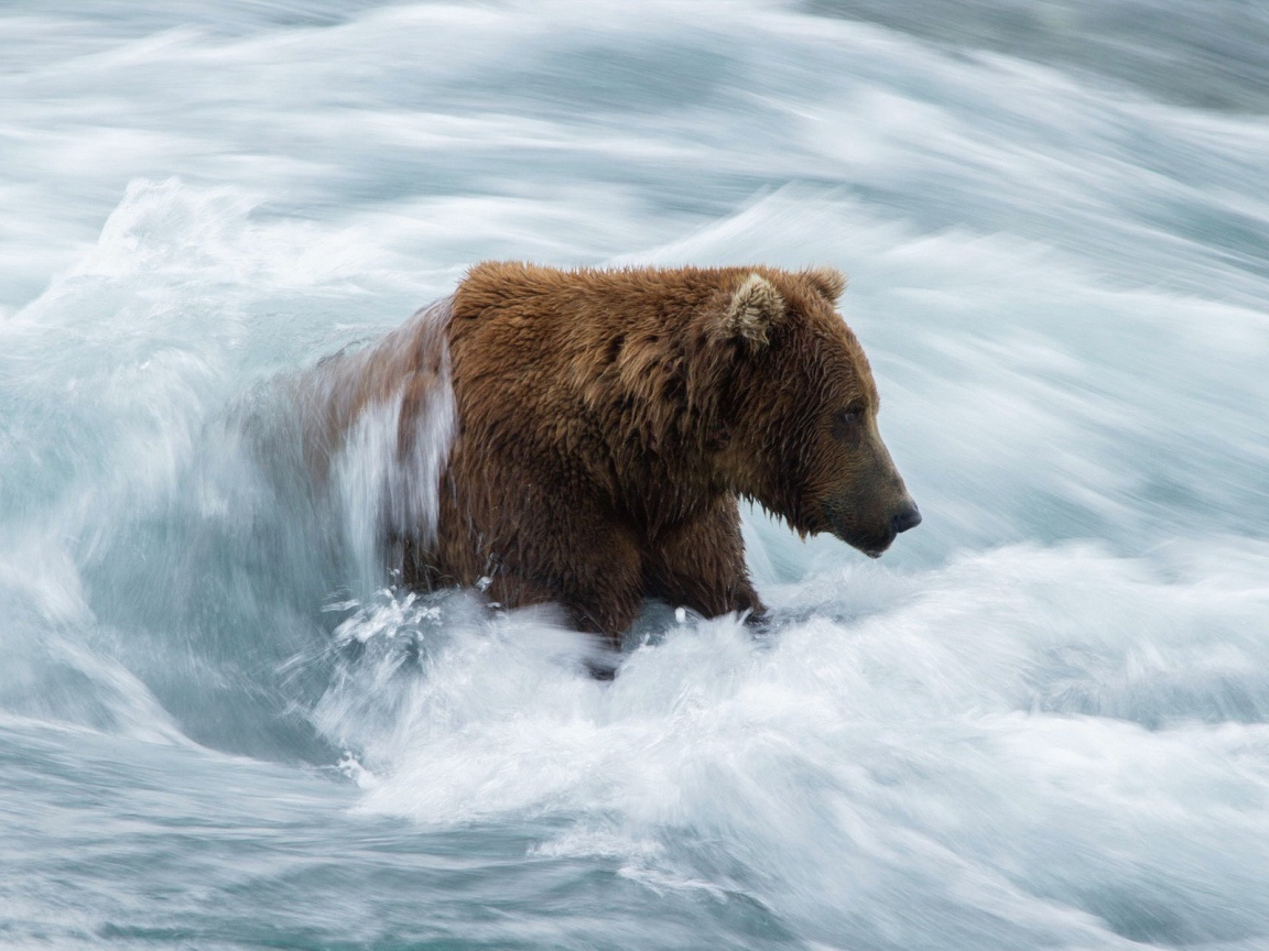 Бурый медведь в бурном потоке