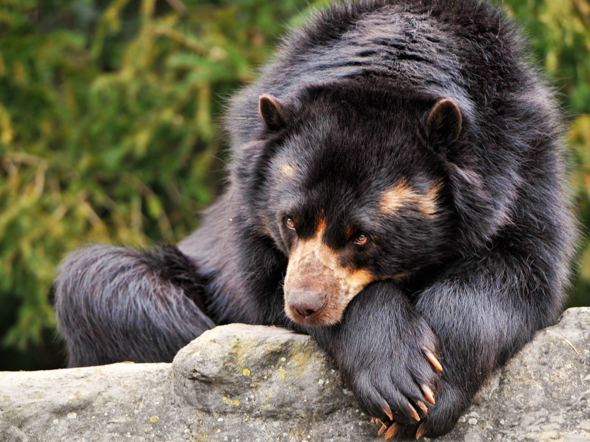 Коричневый медведь грустит