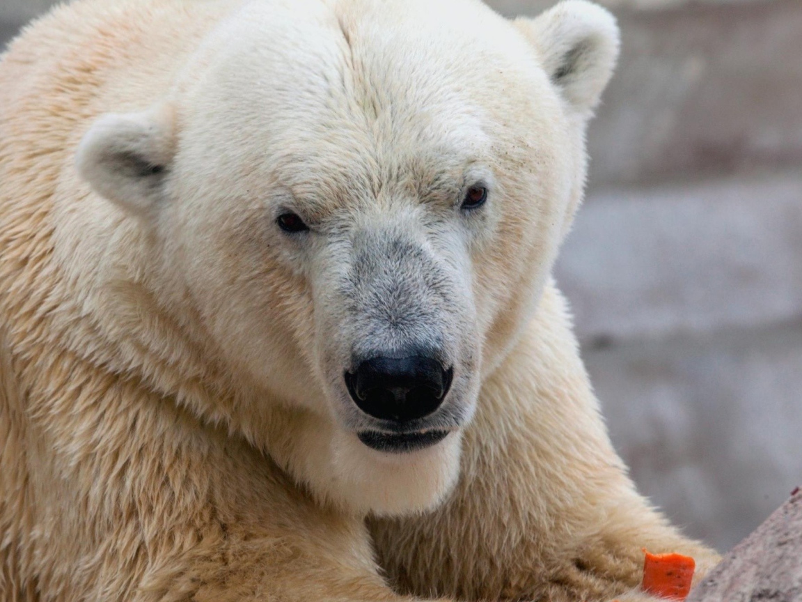 Белый медведь ест морковку