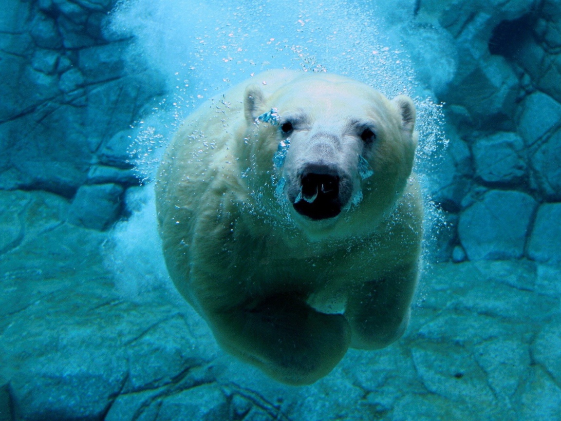 Белый медведь в голубой воде подо льдом