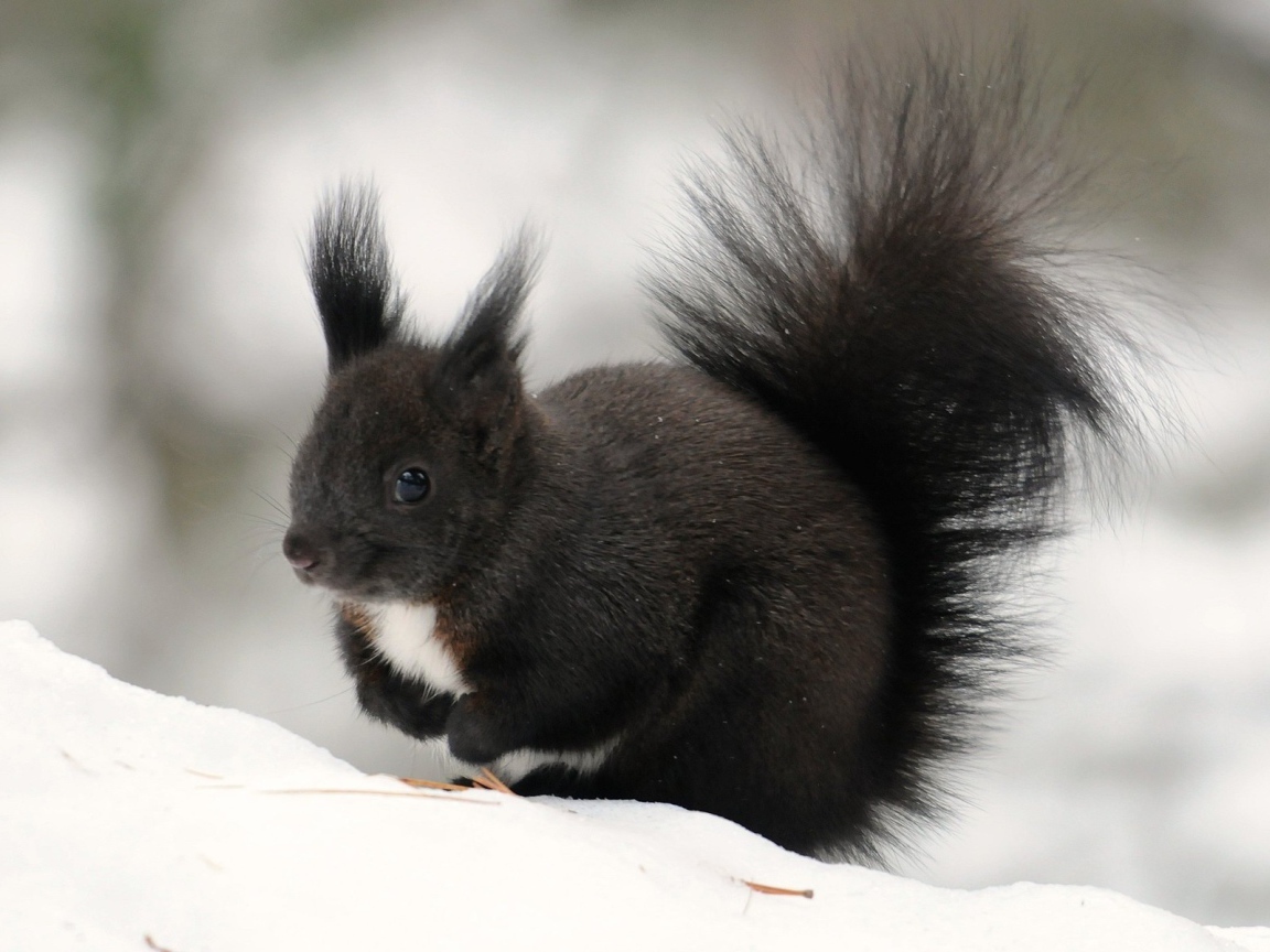 Черная белочка сидит на снегу