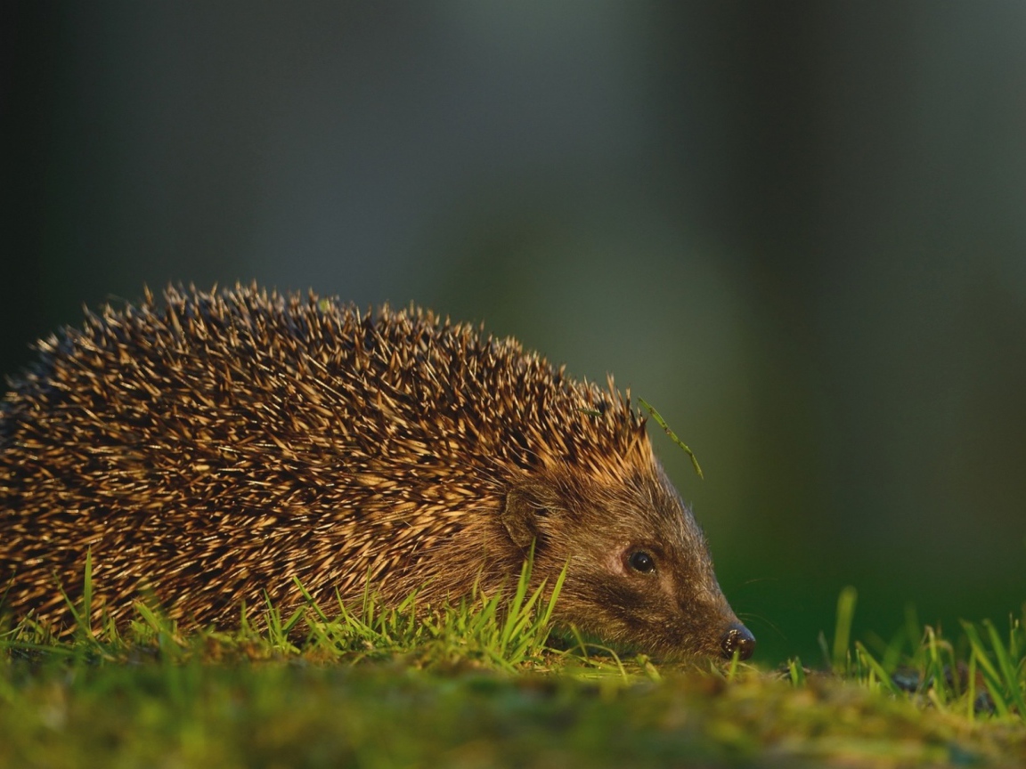 Травинка на иголках ежика