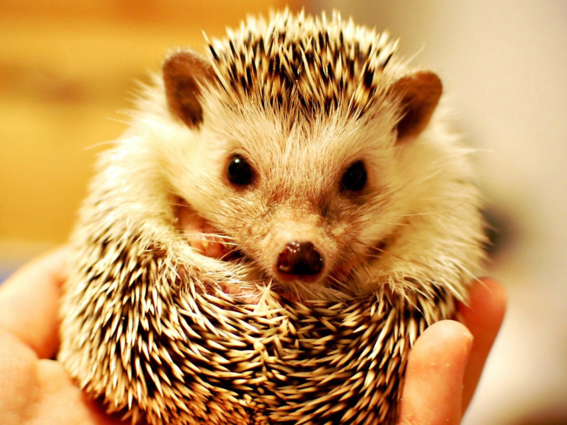 Милый ёжик в руке