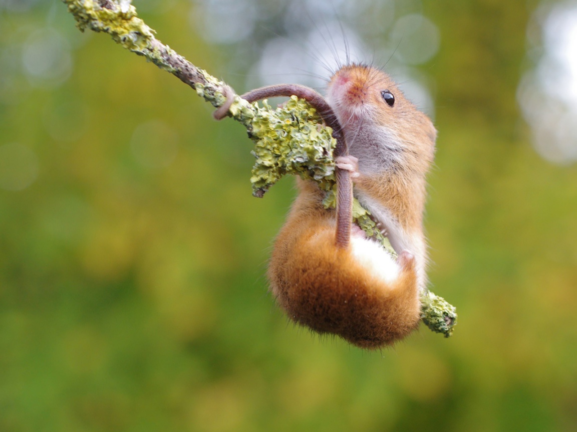 Хомяк повис на ветке