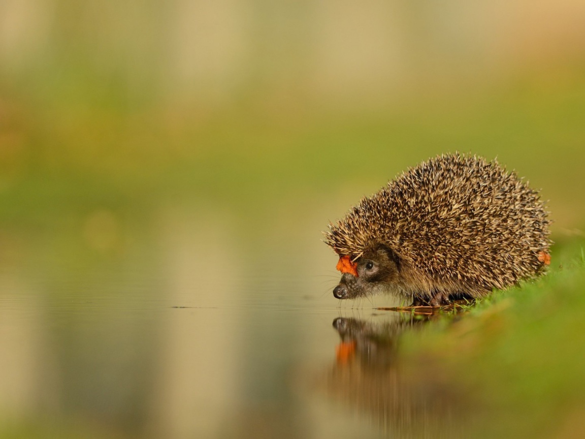 Ежик пришел на водопой