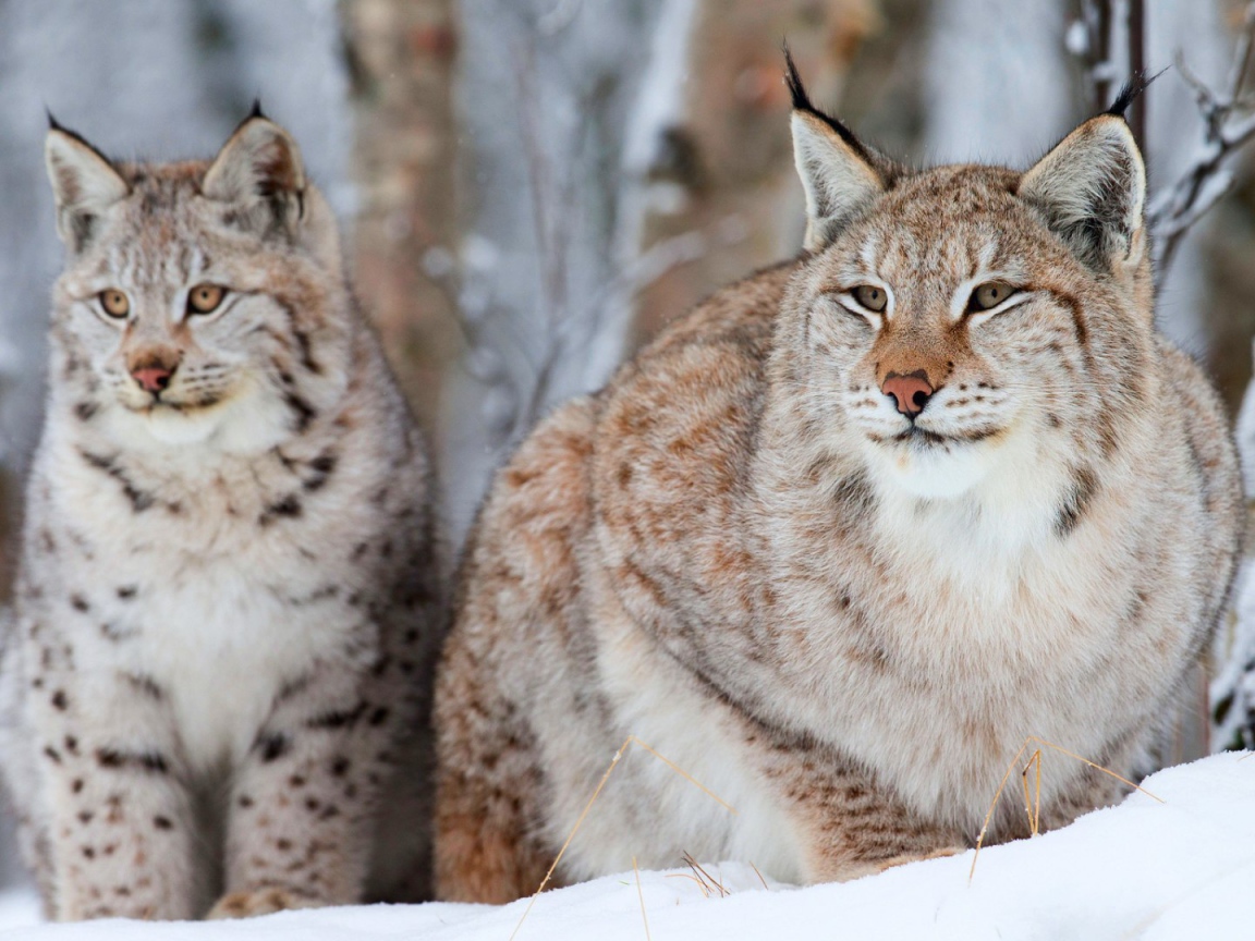 Рысь с детёнышем