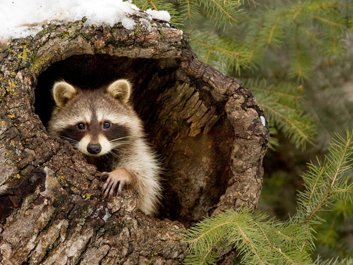 Енот-полоскун прячется в коре дерева