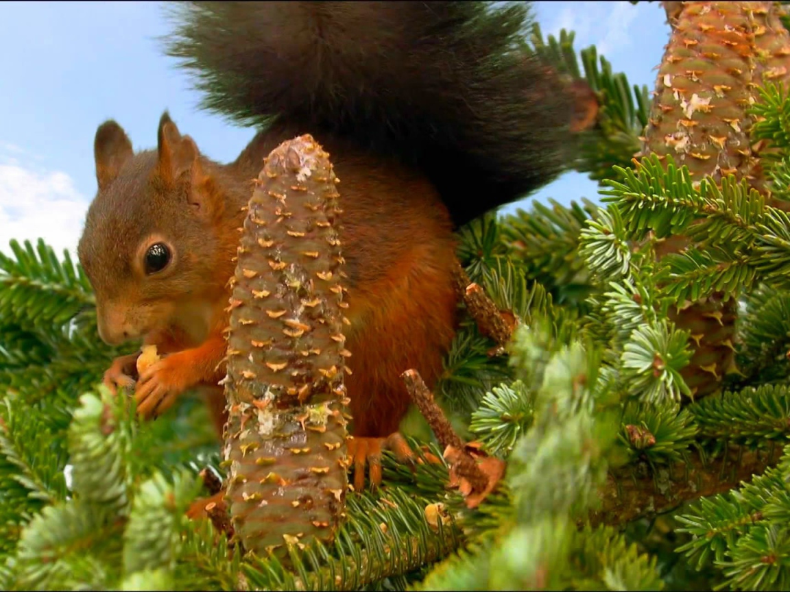Белка собирает шишки на ёлке