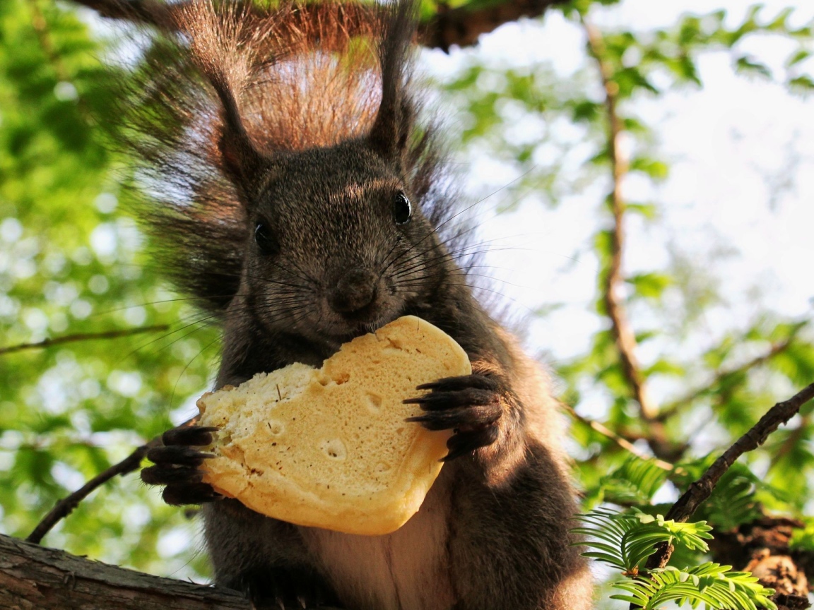 Белка ест булочку