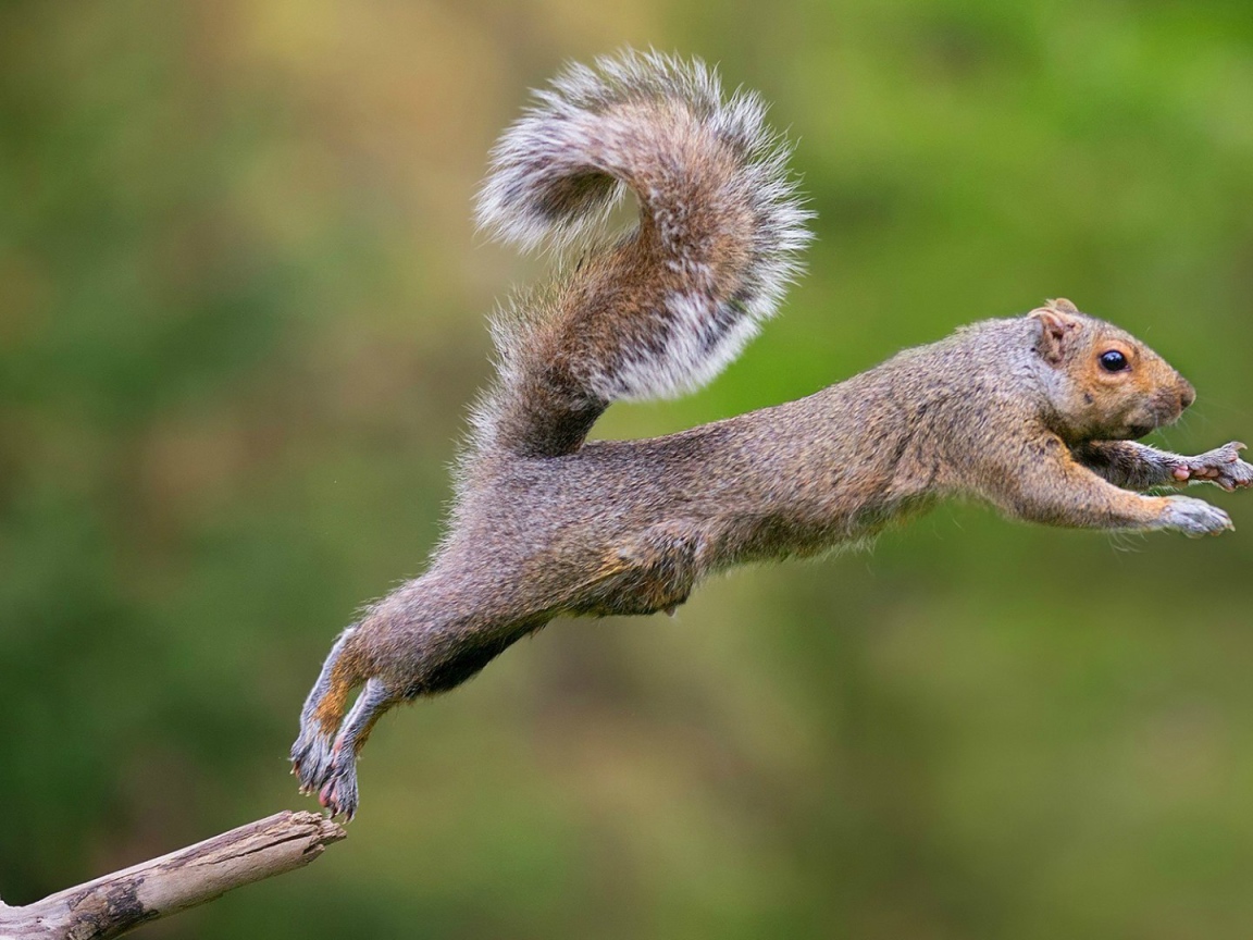 Белка совершает прыжок