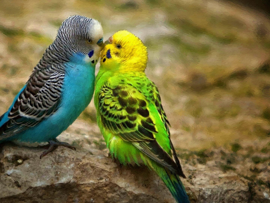 Пара экзотических попугаев