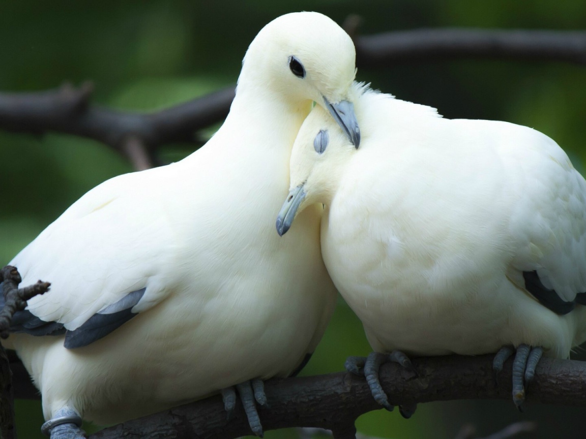 Пара милых белых голубей