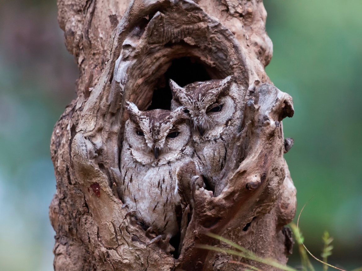 Пара сов сидят рядом в дупле